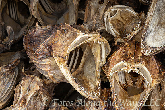 Monkfish Skeletons (Norway)