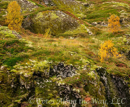 Hillside Variety (Norway)