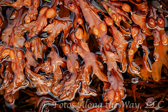 Seaweed Closeup (Norway)