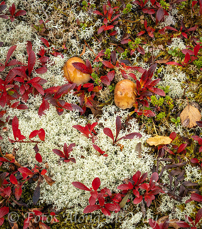 Mushrooms in the Tundra (Norway)