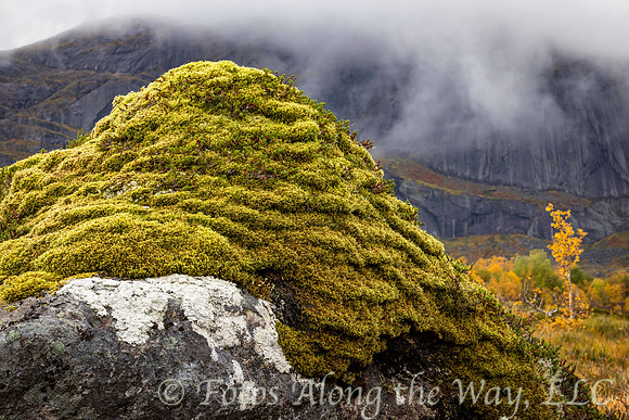 Moss on a Boulder (Norway)