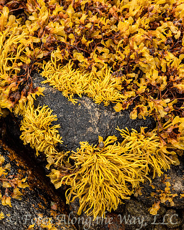 Yellow Lichen on Rocks (Norway)