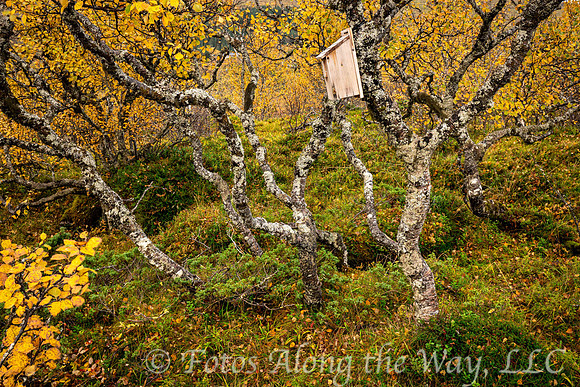 Birdhouse among the Birch Trees (Norway)
