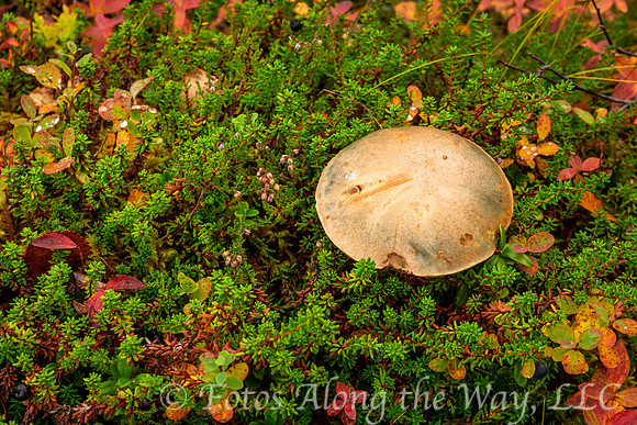Mushroom in the Tundra (Norway)