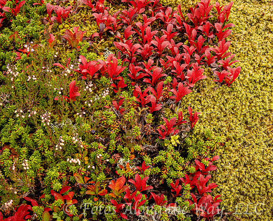 Tundra Variety (Norway)