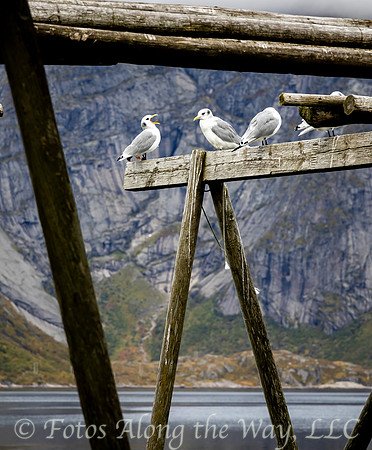 Seagulls on Fish Racks (Norway)