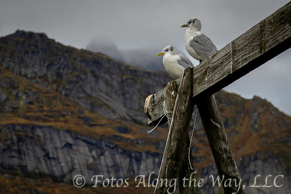Two Seagulls on Fish Racks (Norway)