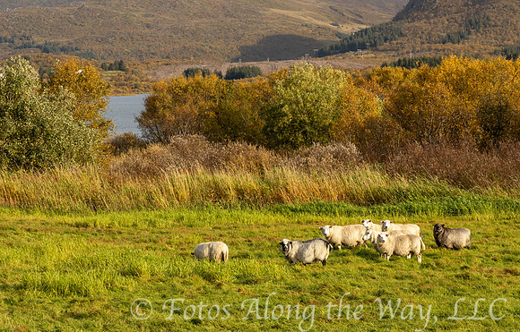 Sheep Grazing in Lofoten (Norway)