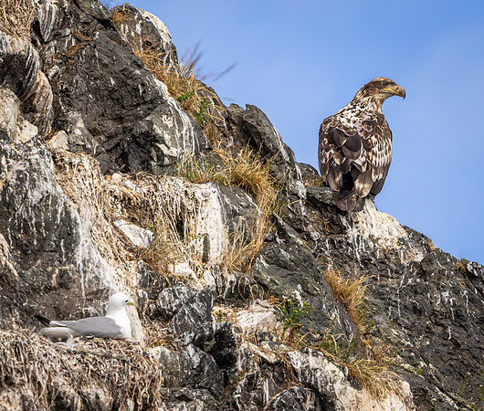 Fledgling Eagle on Rookery Cliff (Alaska)