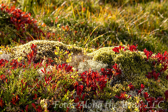 Tundra Flora (Norway)