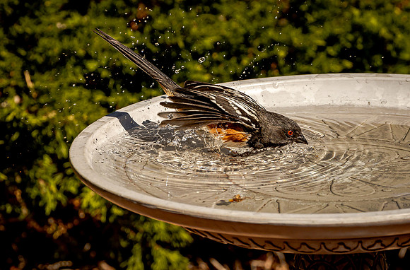 Spotted Towhee in Birdbath (Arizona)