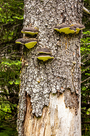 Funghi on Tree Bark