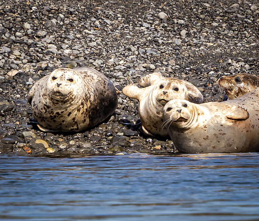 Harbor Seals on Shore (Alaska)