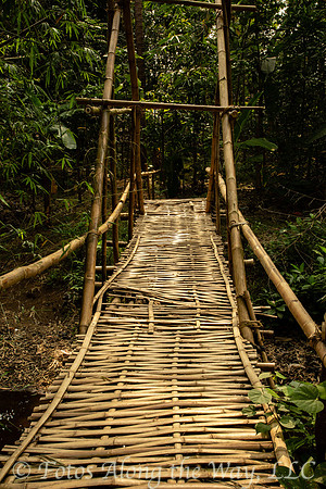 Forest Crossing (Java, Indonesia)