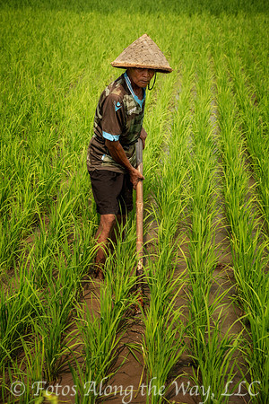 Rice Paddy Maintenance (Java, Indonesia)