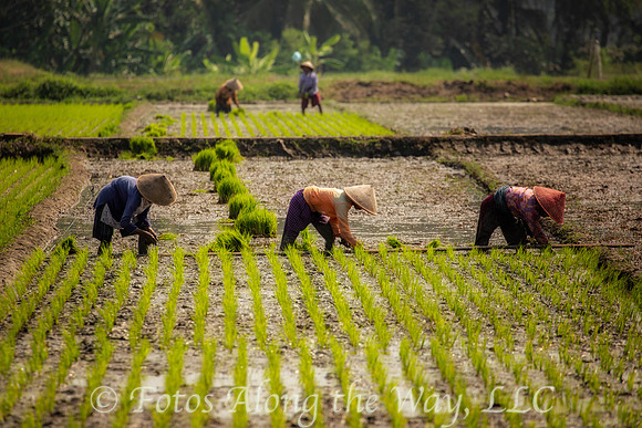 Planting the Next Crop (Java, Indonesia)