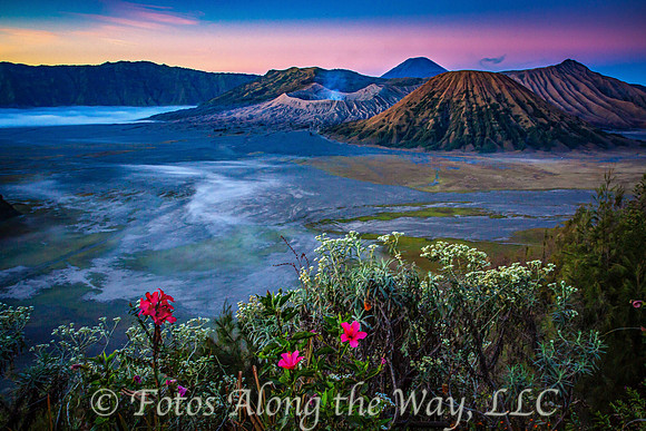 Mt. Bromo Sunrise with Flowers (Java, Indonesia)