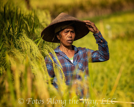 Portrait of Rice Field Worker (Bali, Indonesia)
