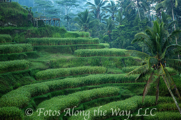 Rice Field Terraces - 1 (Bali, Indonesia)