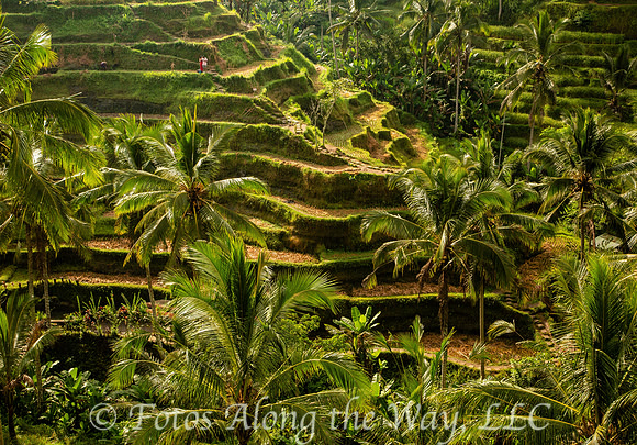 Rice Field Terraces - 8 (Bali, Indonesia)