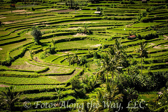 Rice Field Terraces - 3  (Bali, Indonesia)