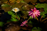 Flora