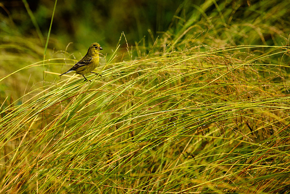 Grassy Perch (Arizona)