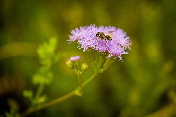 Honey Bee at Work (Arizona)