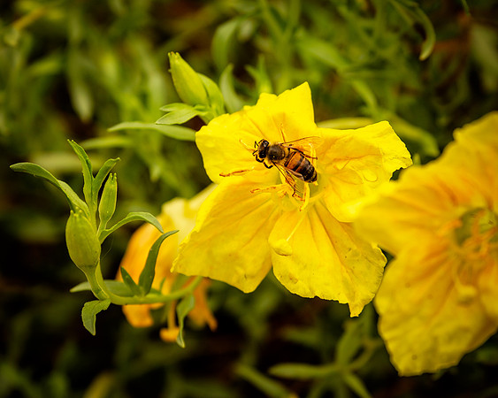 Honey Bee on Poppy (Arizona)