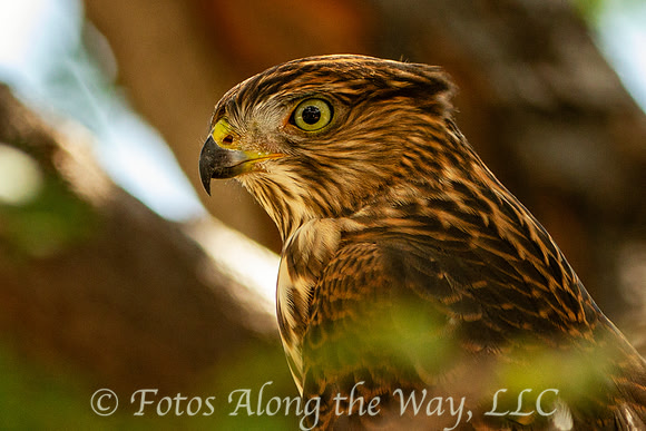 Juvenile Cooper's Hawk (Arizona)