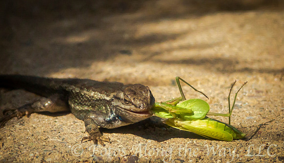Plateau Fence Lizard with Prey (Arizona)