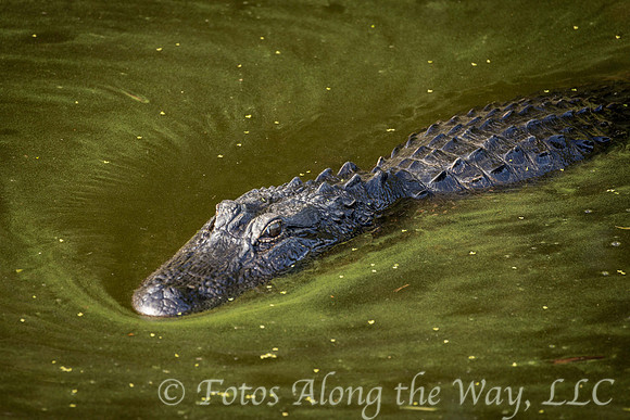 Alligator Swimming in Mucky Lake (South Carolina)