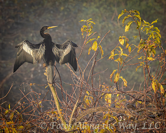 Anhinga Drying Wings (South Carolina)