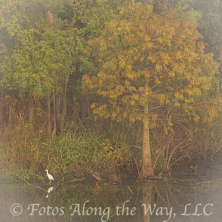 Foggy Morning on Lowcountry Lake with Egret (South Carolina)