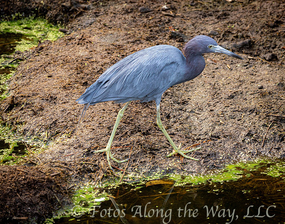 Little Blue Heron on Muddy Bank (South Carolina)