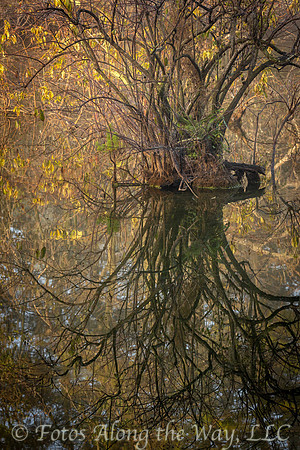 Lowcountry Lake Tree and Reflection (South Carolina)