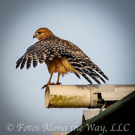 Red-shouldered Hawk Spreading Wings (South Carolina)
