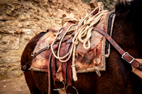 Havasupai Transport Mule (Arizona)