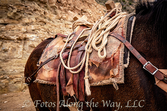 Havasupai Transport Mule (Arizona)