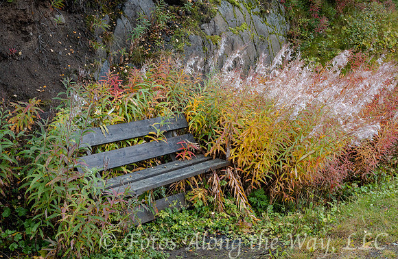 Bench among Milkweed Plants (Norway)