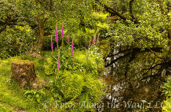 Pond Along Beddgelert Trail