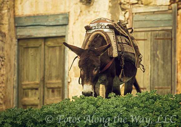 Donkey with Saddle Browsing (Greece)