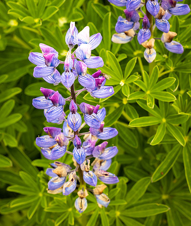 Lupine in Bloom
