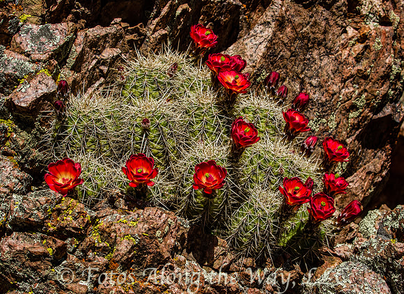 Claret Cup Cactus on Mint Wash Trail (Prescott, Arizona)