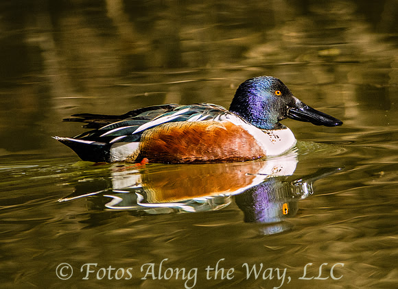 Northern Shoveler on Watson Lake (Prescott, Arizona)