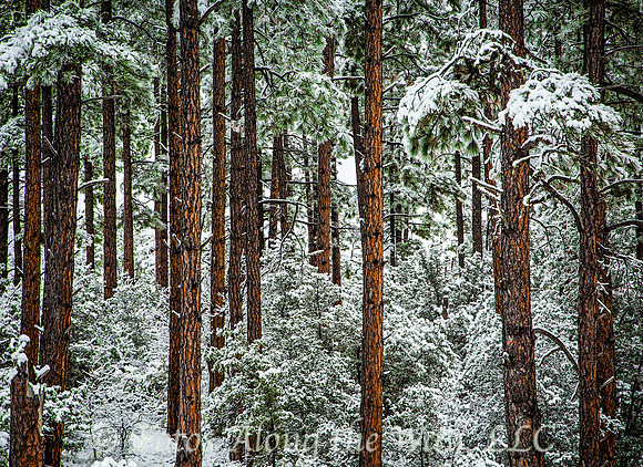 Ponderosa Pines in Prescott National Forest (Prescott, Arizona)
