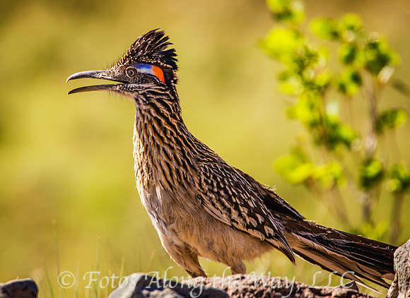 Roadrunner near Watson Woods (Prescott, Arizona)