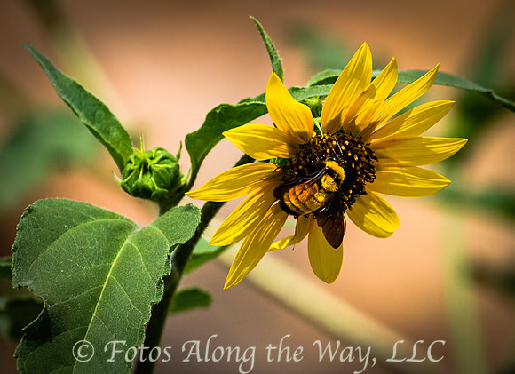 Bumble Bee on Summer Sunflower (Prescott, Arizona)