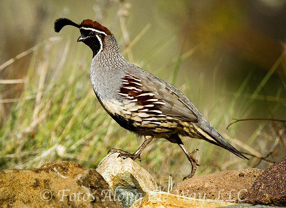 Gambel's Quail on the Run (Prescott, Arizona)