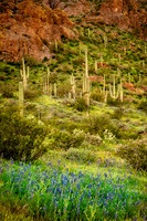 Arizona Nature Favorites